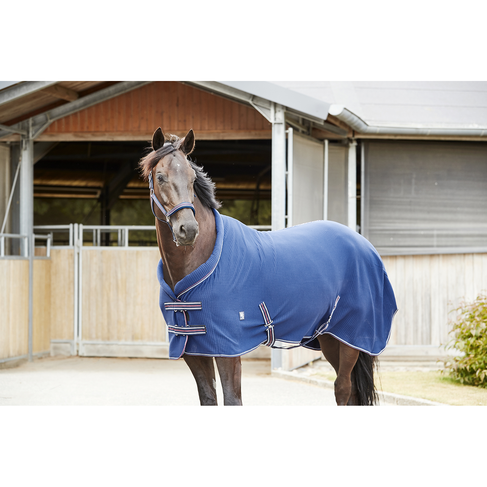 Horse Guard Kaloa Grimma Navy - 2