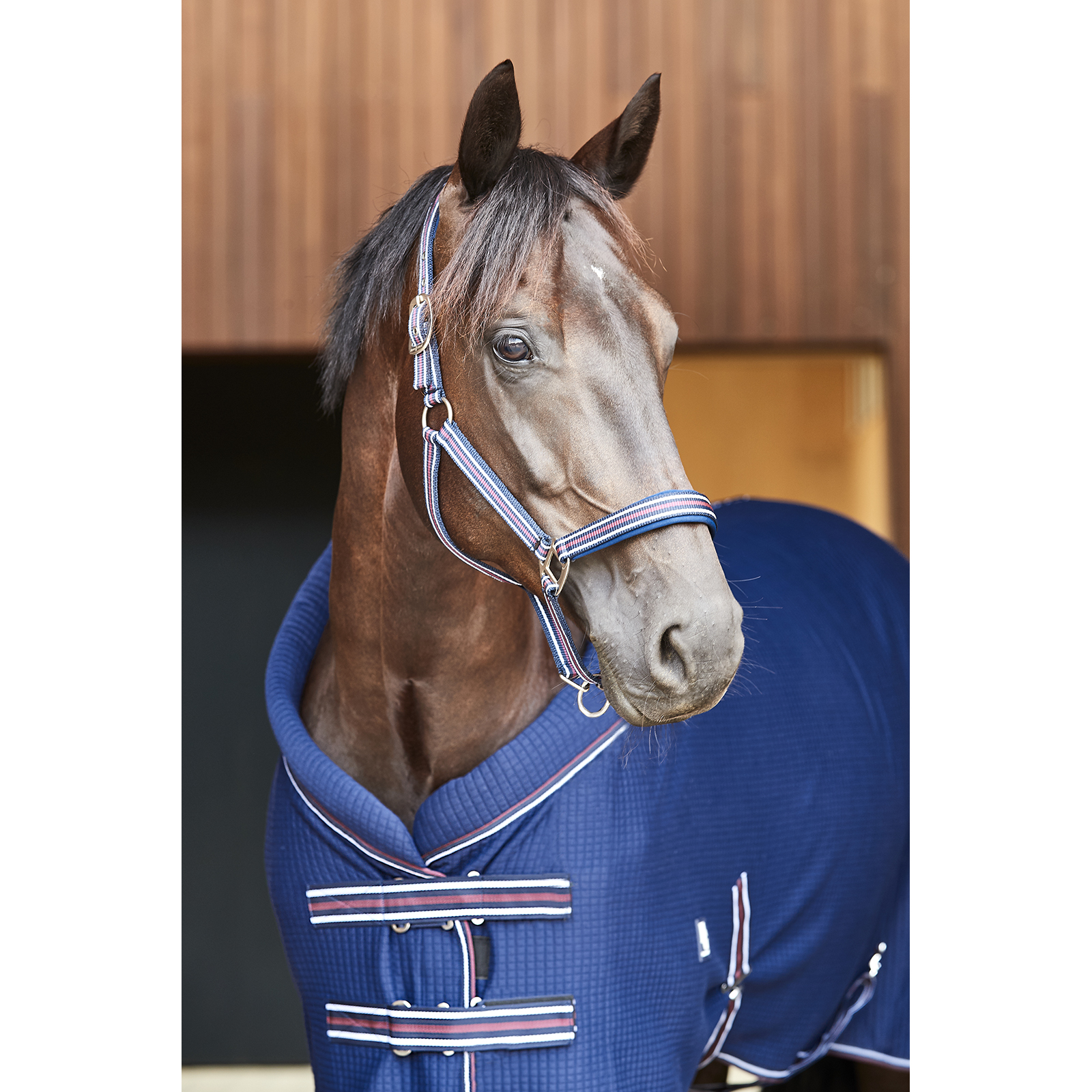 Horse Guard Kaloa Grimma Navy - 3