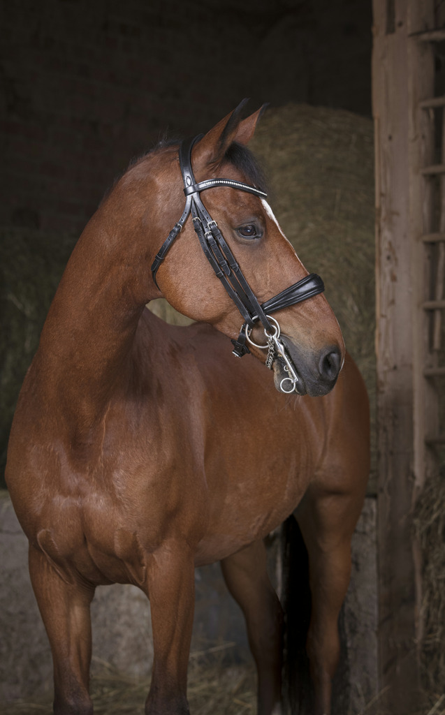 NORTON PRO Kandarträns Svart (Cob)