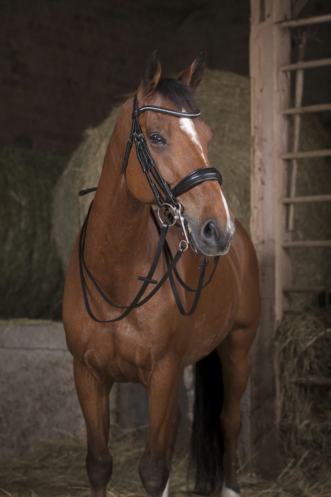 NORTON PRO Stångbett reins 13 mm Svart - Full size - 2