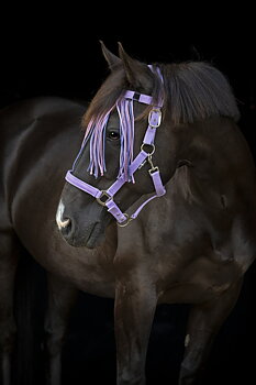HorseGuard Horse Guard Malva flugpannband med fransar - Lavender, Ponny