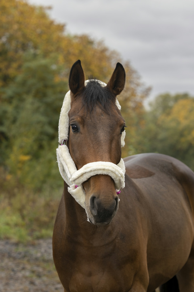 NORTON 'Full Mouton Synthique' Grimma Svart, Black Syntetiskt Fårskinn (Cob)