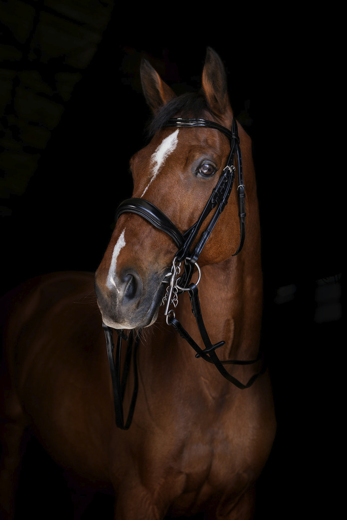 ERIC THOMAS ELITE Plain Reins 16 Mm Black - Full size - 2