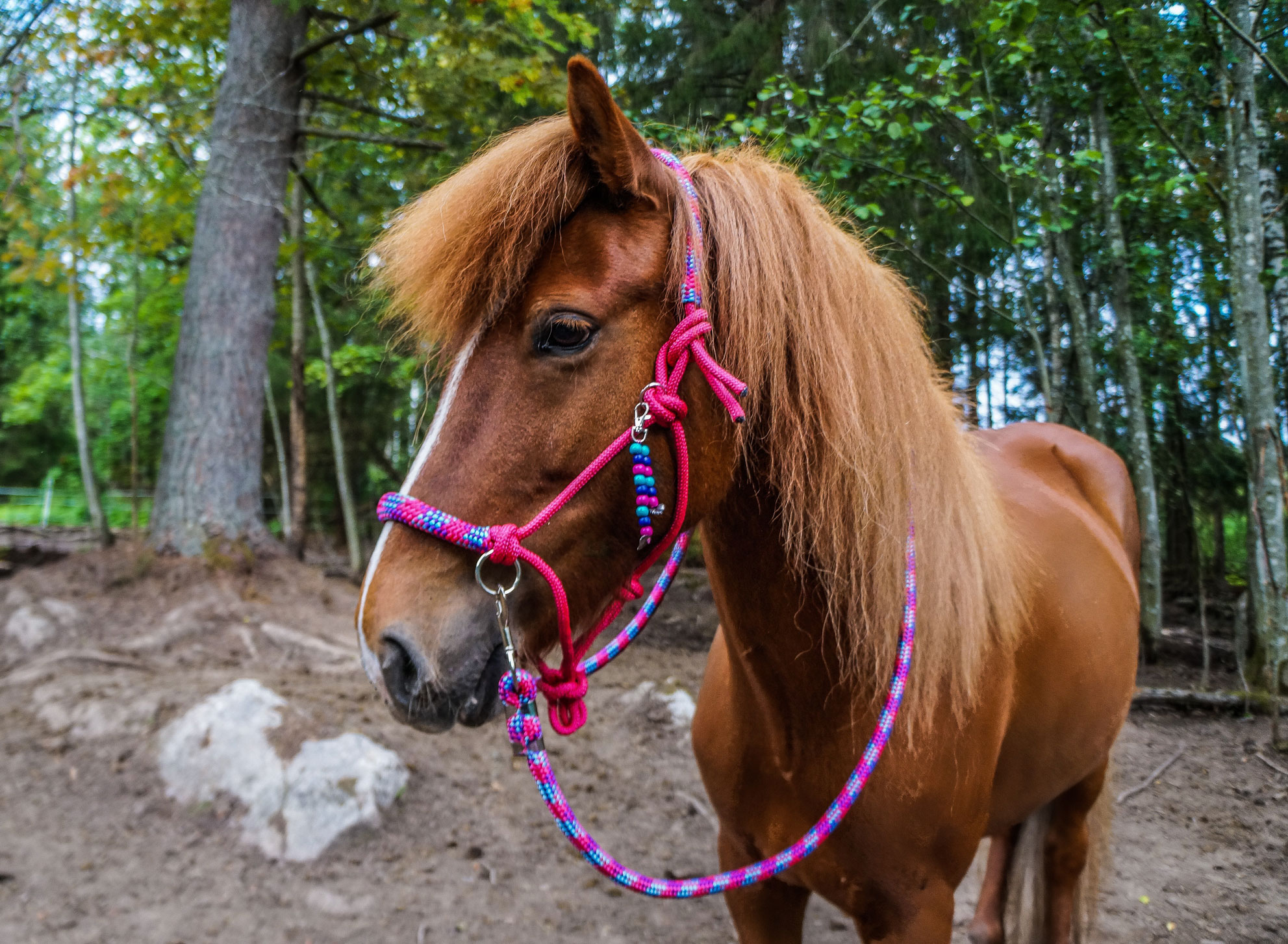 QHP- Liberty Naruriimusetti, jossa ohjat ja kaulanaru – Fuchsia - 6