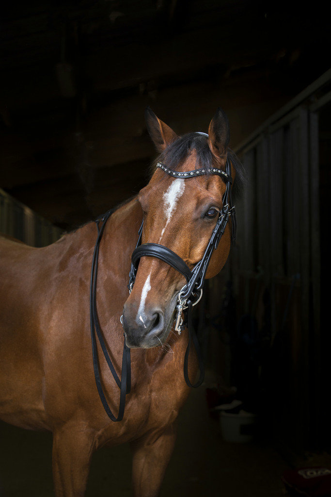 ERIC THOMAS HYBRID Weymouth Kandarträns Svart (Cob)