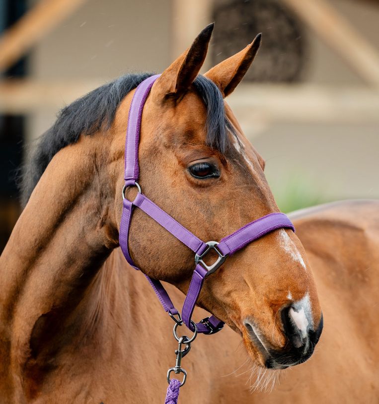 Amigo Headcollar & Leadrope - Winterberry