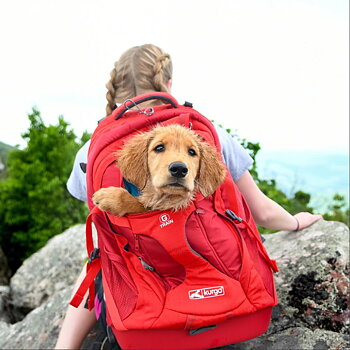 Kurgo Carrying Bag for Dog - G-Train Pack - Red