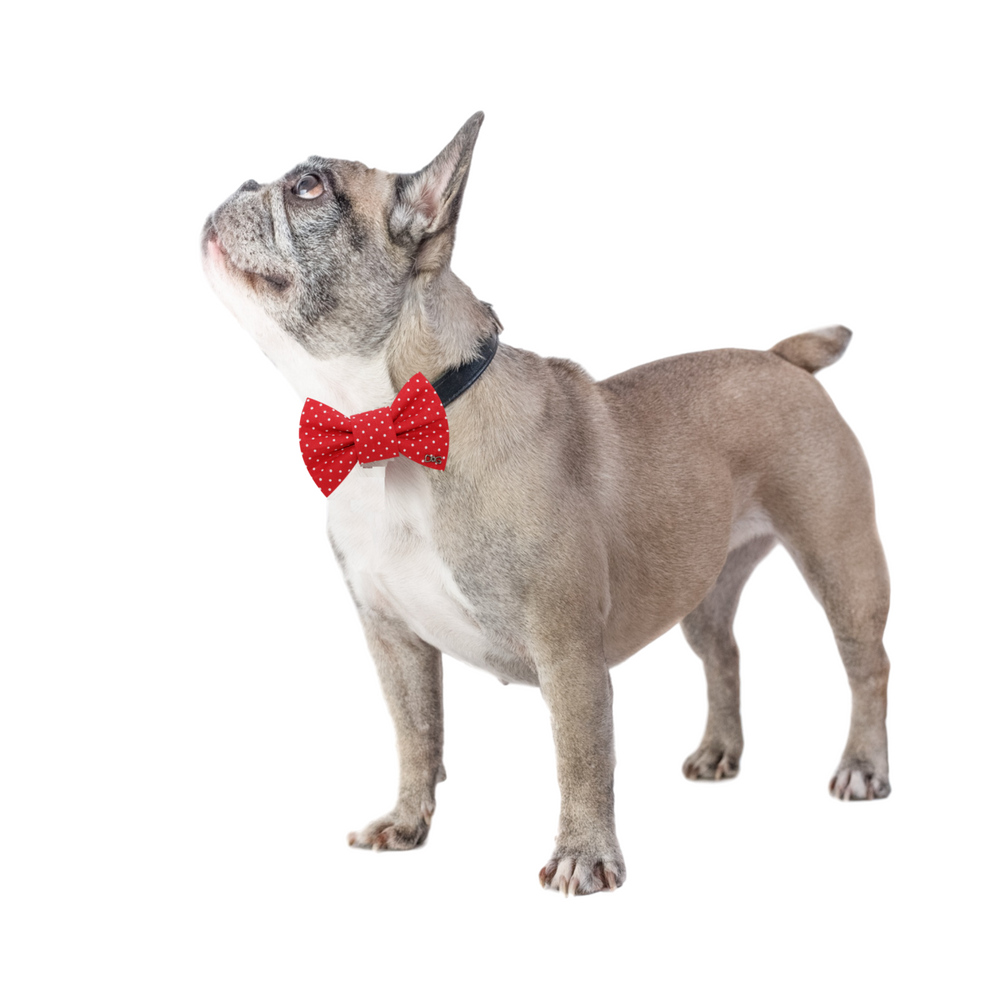 Funky Dog - Bowtie Dog and Cat - Red with white dots  - 4