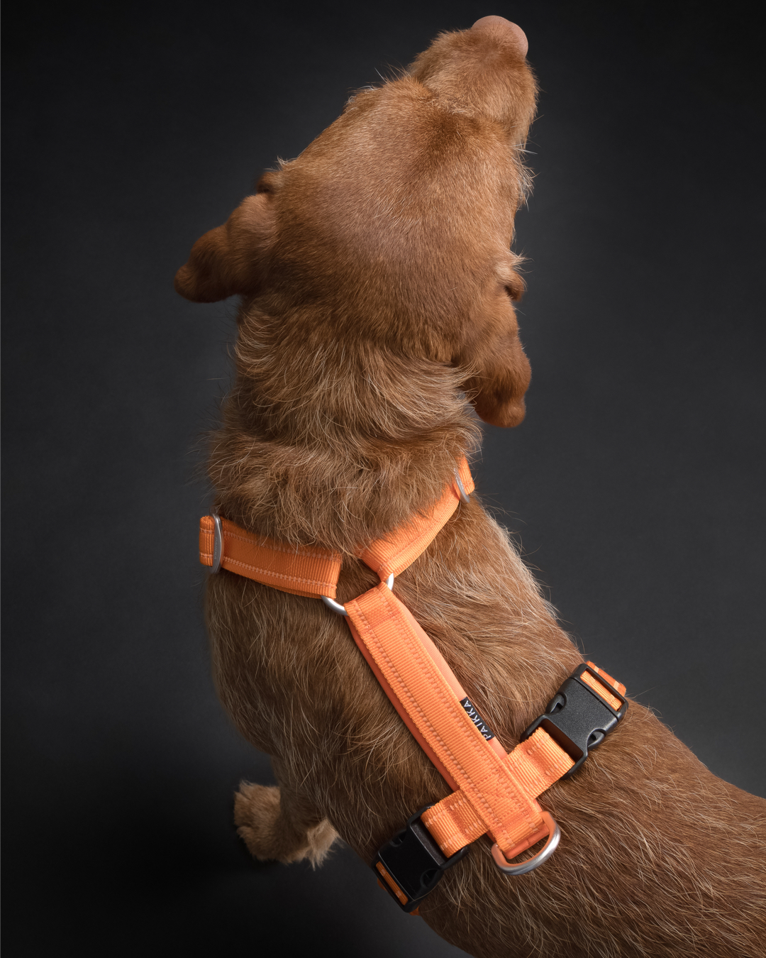 PAIKKA Easy Sele - Orange, 51-80cm - endast detta ex - 3