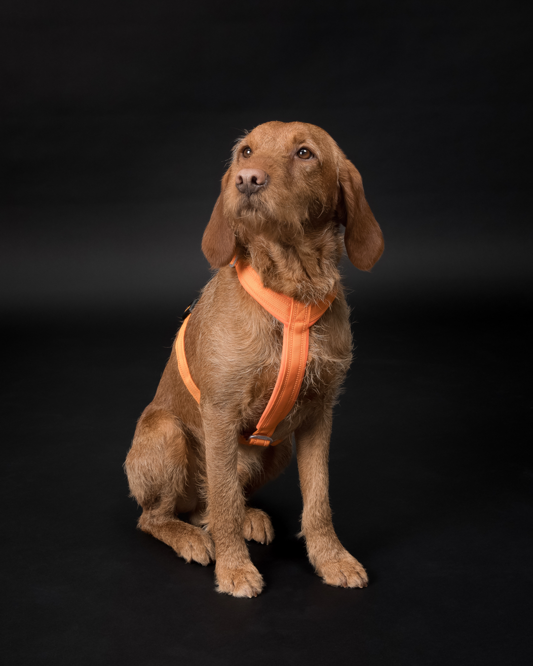 PAIKKA Easy Sele - Orange, 51-80cm - endast detta ex - 4