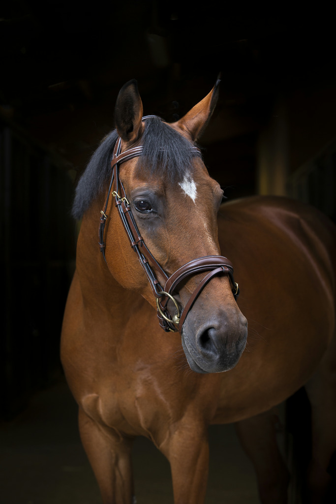ERIC THOMAS PRO 'Wave' Träns Havana (Cob)