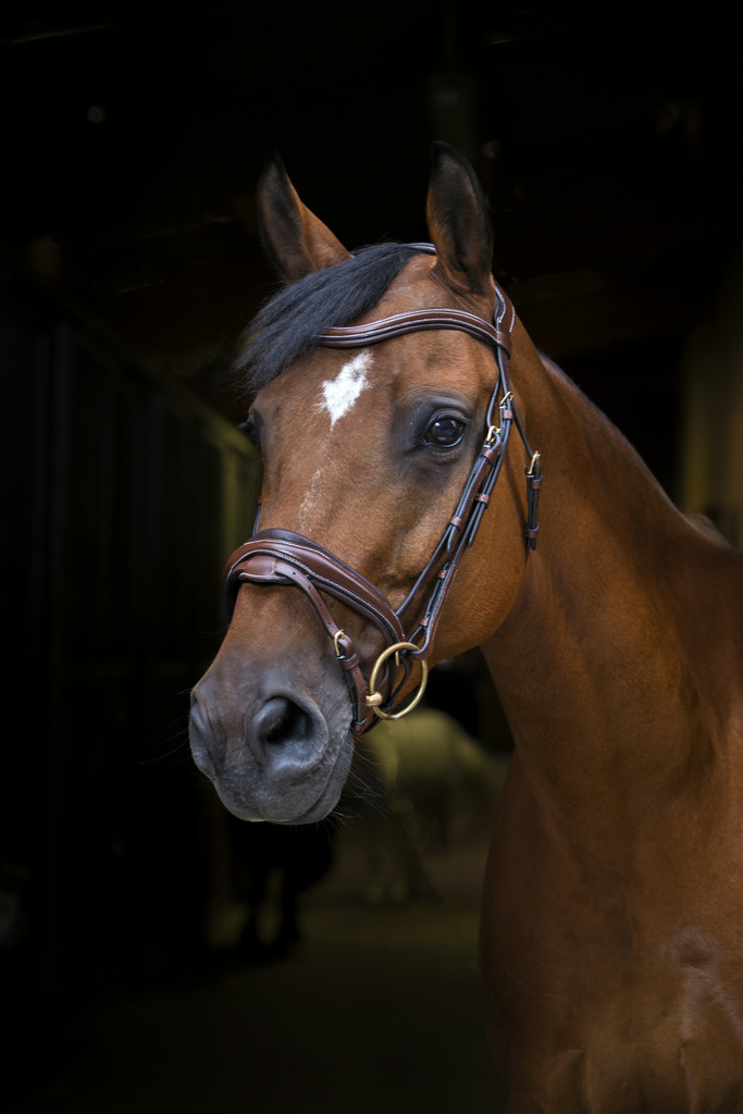 ERIC THOMAS PRO 'Design' Träns Havana (Cob)