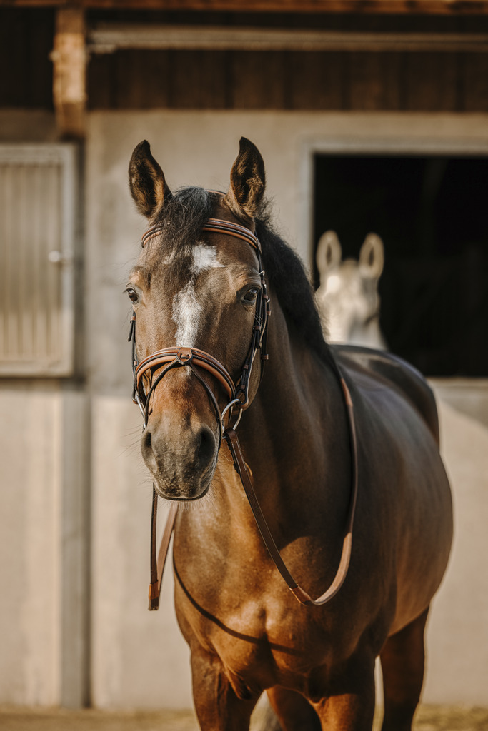 ERIC THOMAS 'Work' Träns Havana (Ponny)