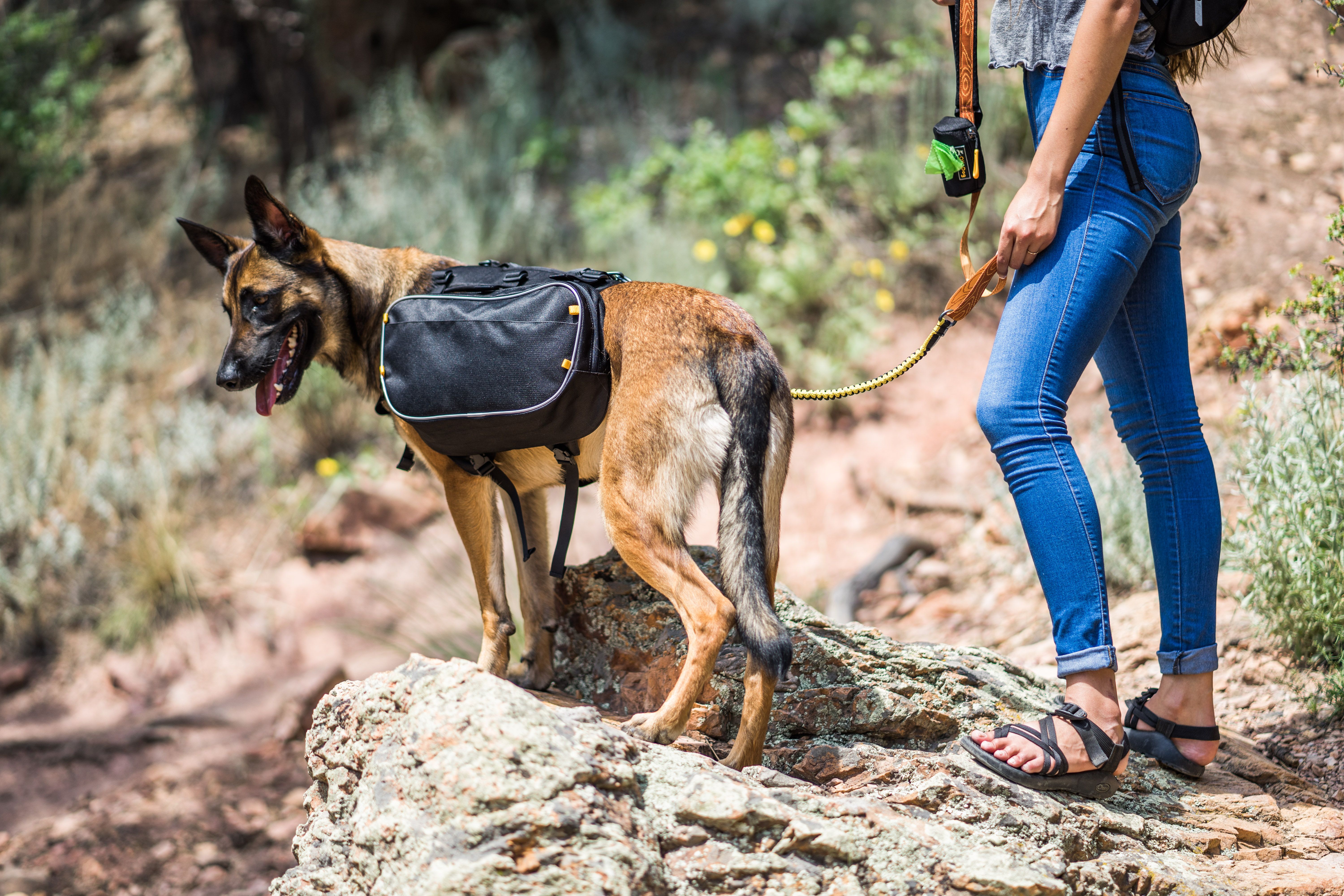 OllyDog Trekker RF koiran kantama reppu- Dahlia, M - vain tämä kappale - 7