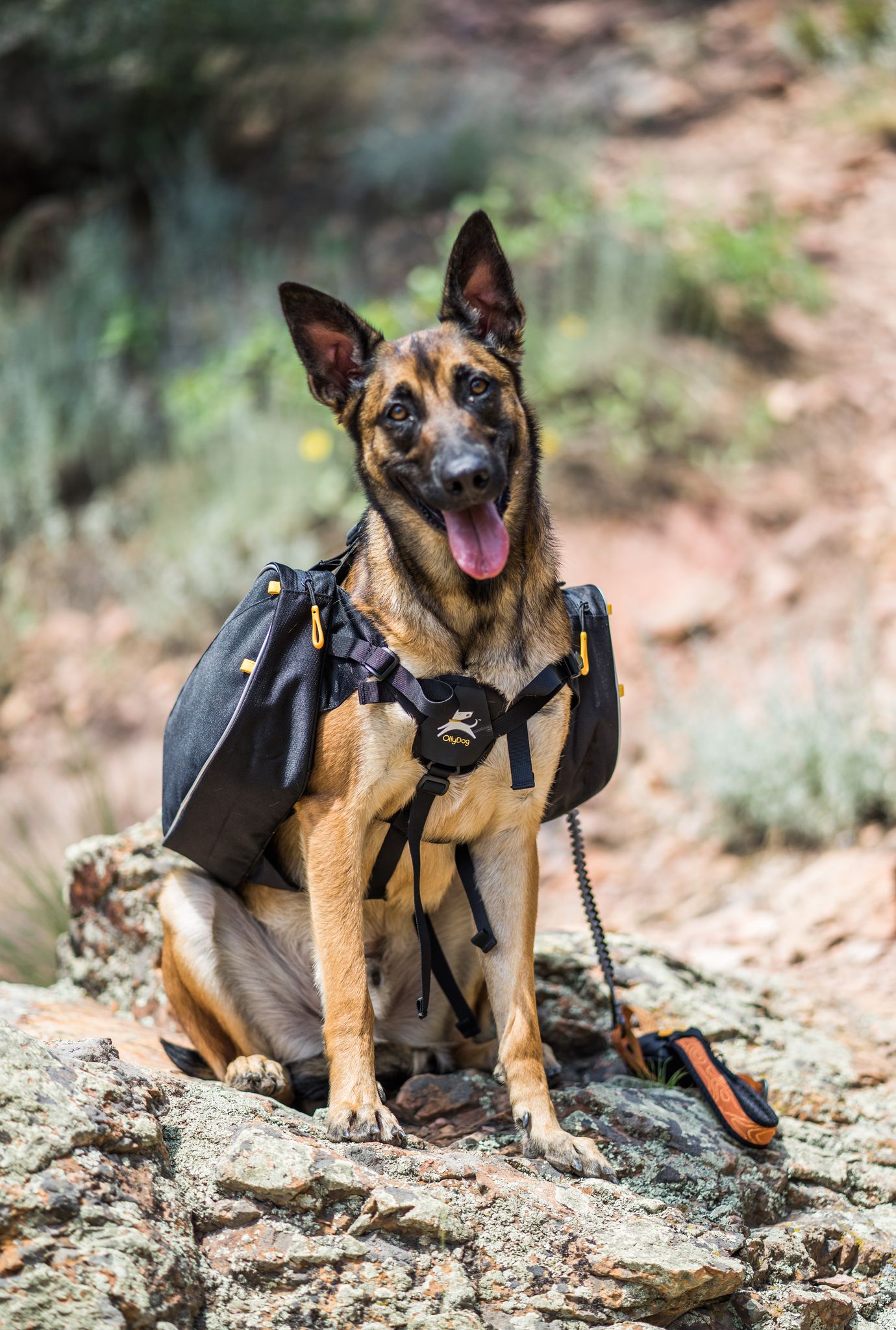 OllyDog Trekker RF koiran kantama reppu- Dahlia, M - vain tämä kappale - 6