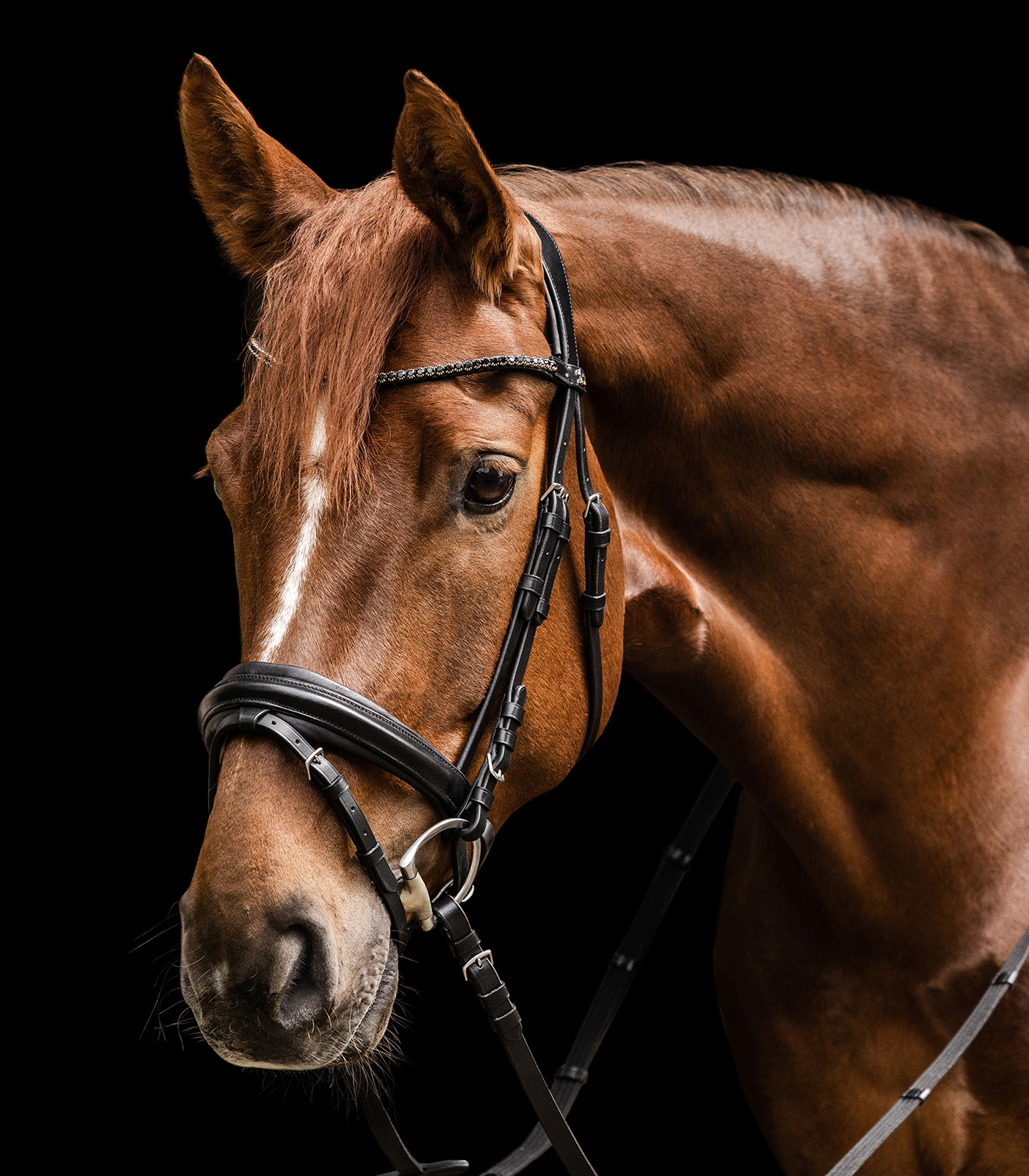 Waldhausen X-Line Bridle Favorite black - 4