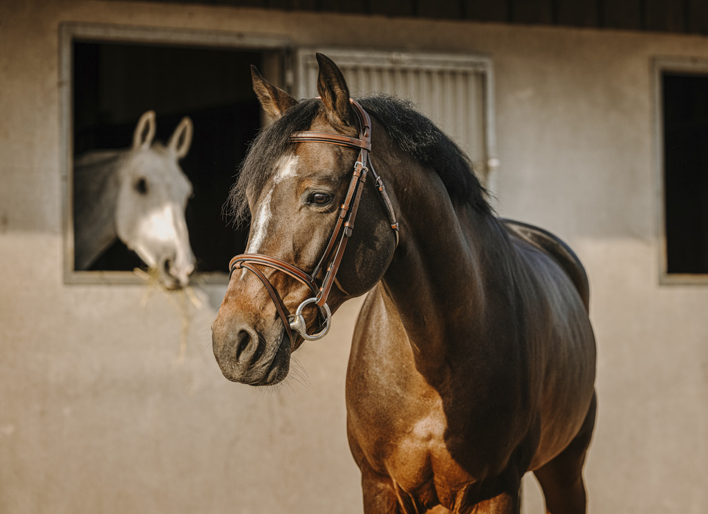 ERIC THOMAS 'Crown' Träns Havana (Cob)