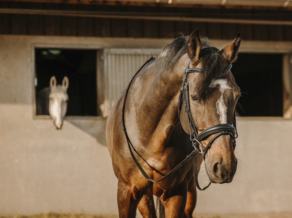ERIC THOMAS Bat Träns Svart (Cob)