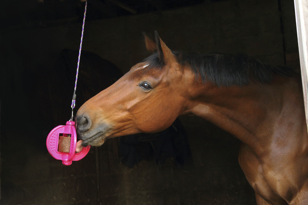BIZZY HORSE Bizzy Ball Aktiveringsleke For Hest Fuchsia - 2
