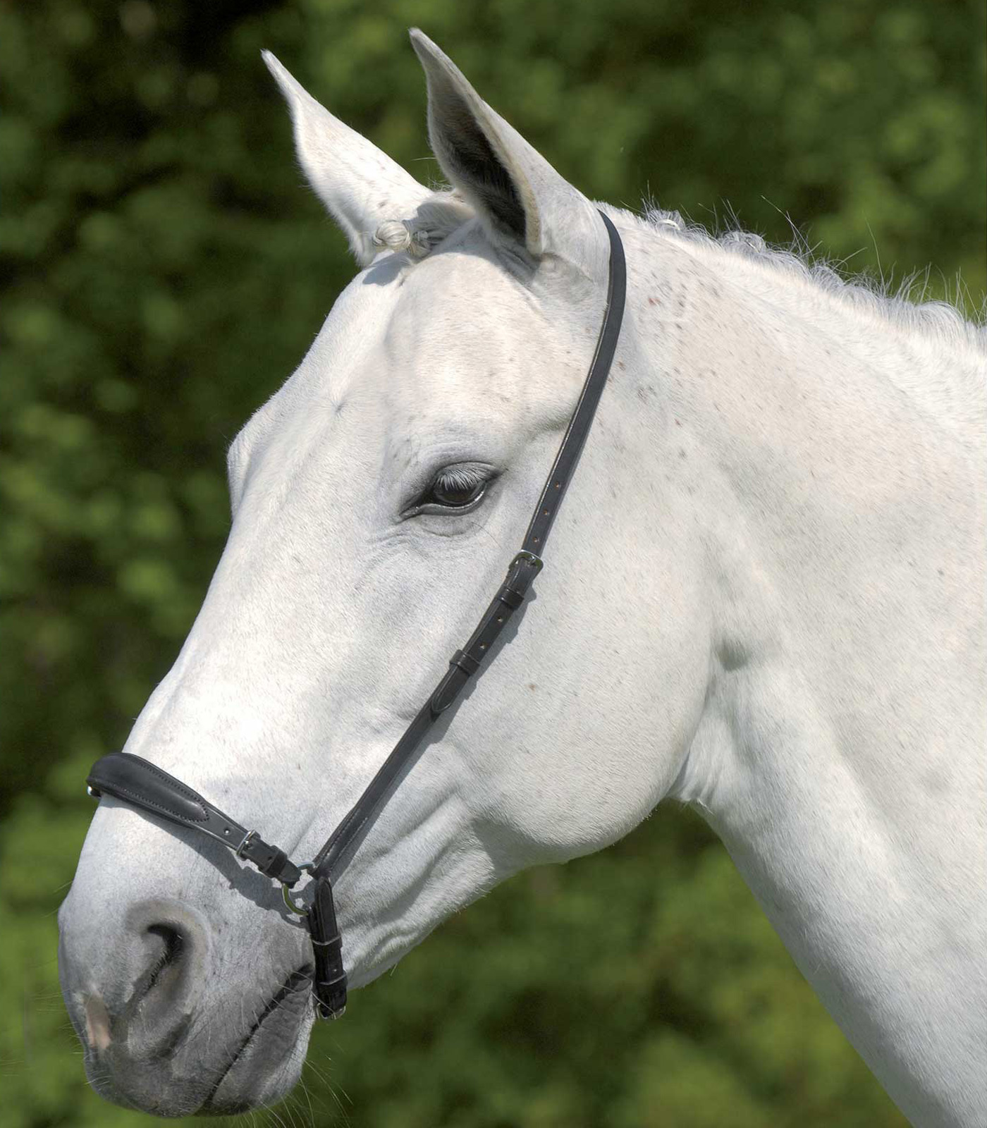 Waldhausen S-Line Drop Noseband, adjustable black - 2