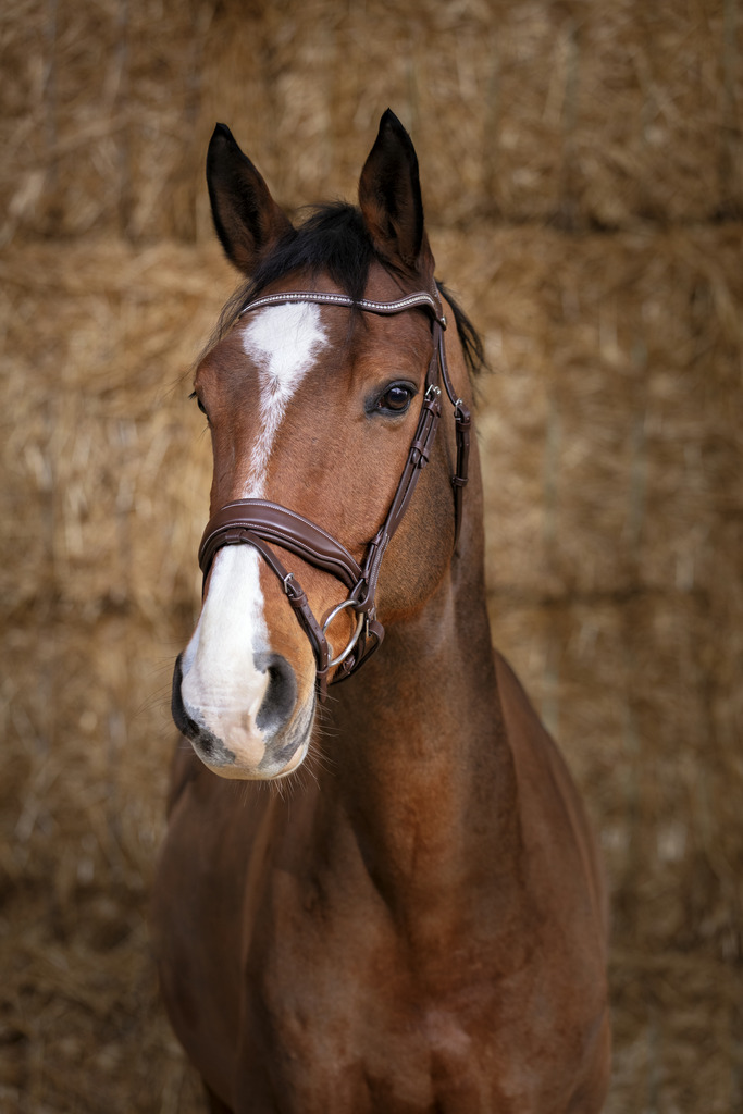 NORTON PRO ¨'Miss' Träns Havana (Ponny)