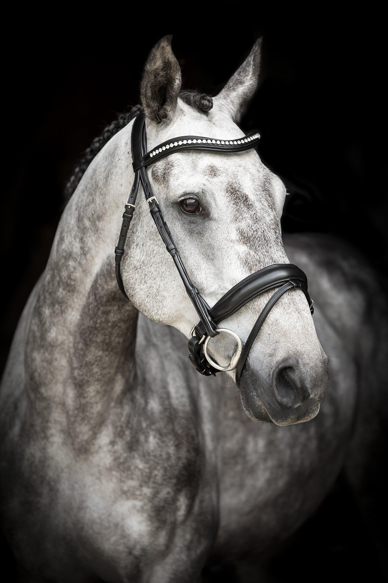 Lippo Courbette Dressage Bridle - Chocolate - 2