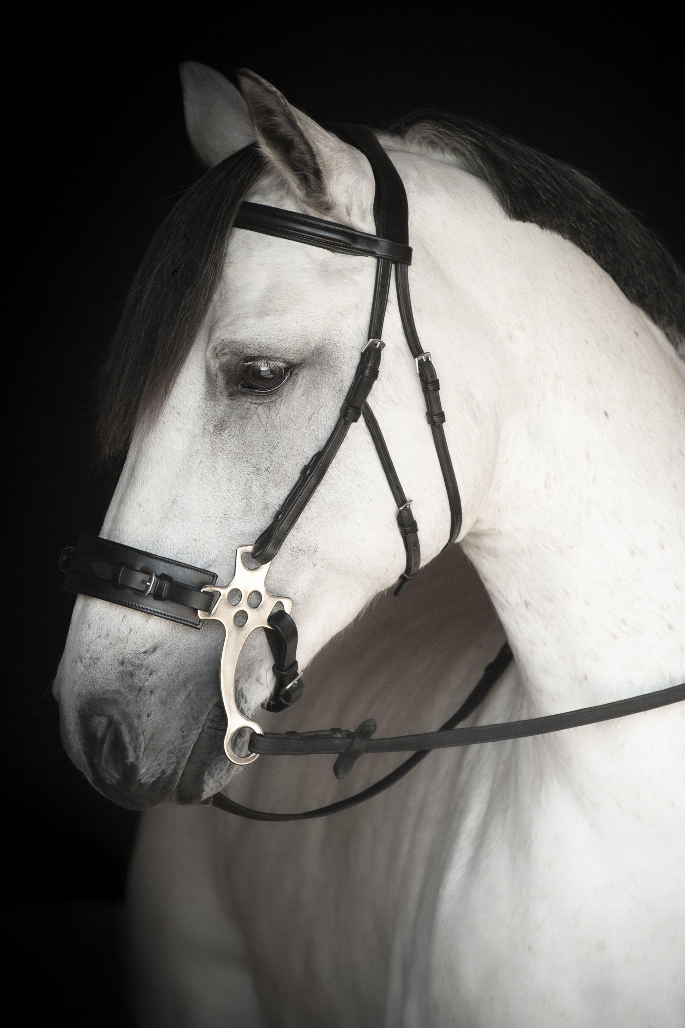 Lippo Supreme Chester Hackamore - Black - 2