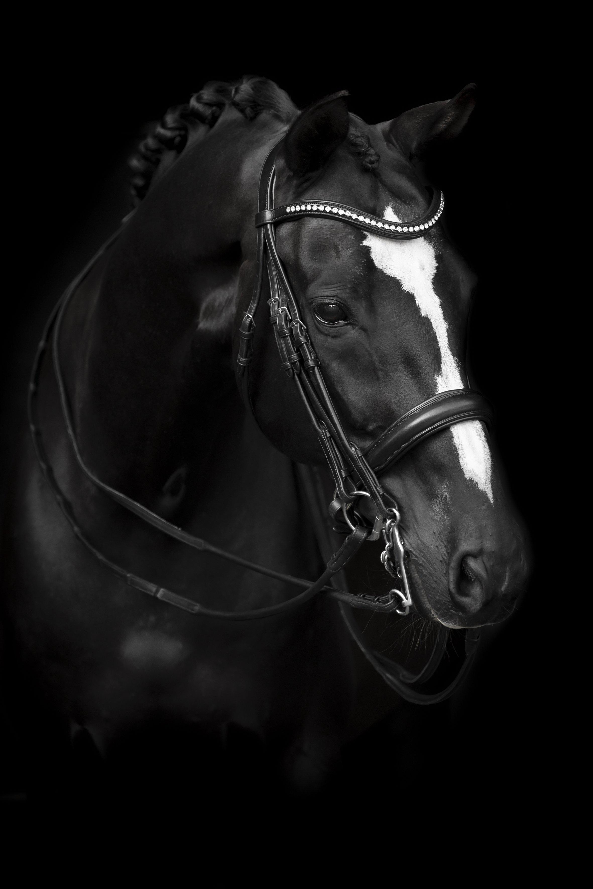 Lippo Delicato Double Bridle - Chocolate - 2