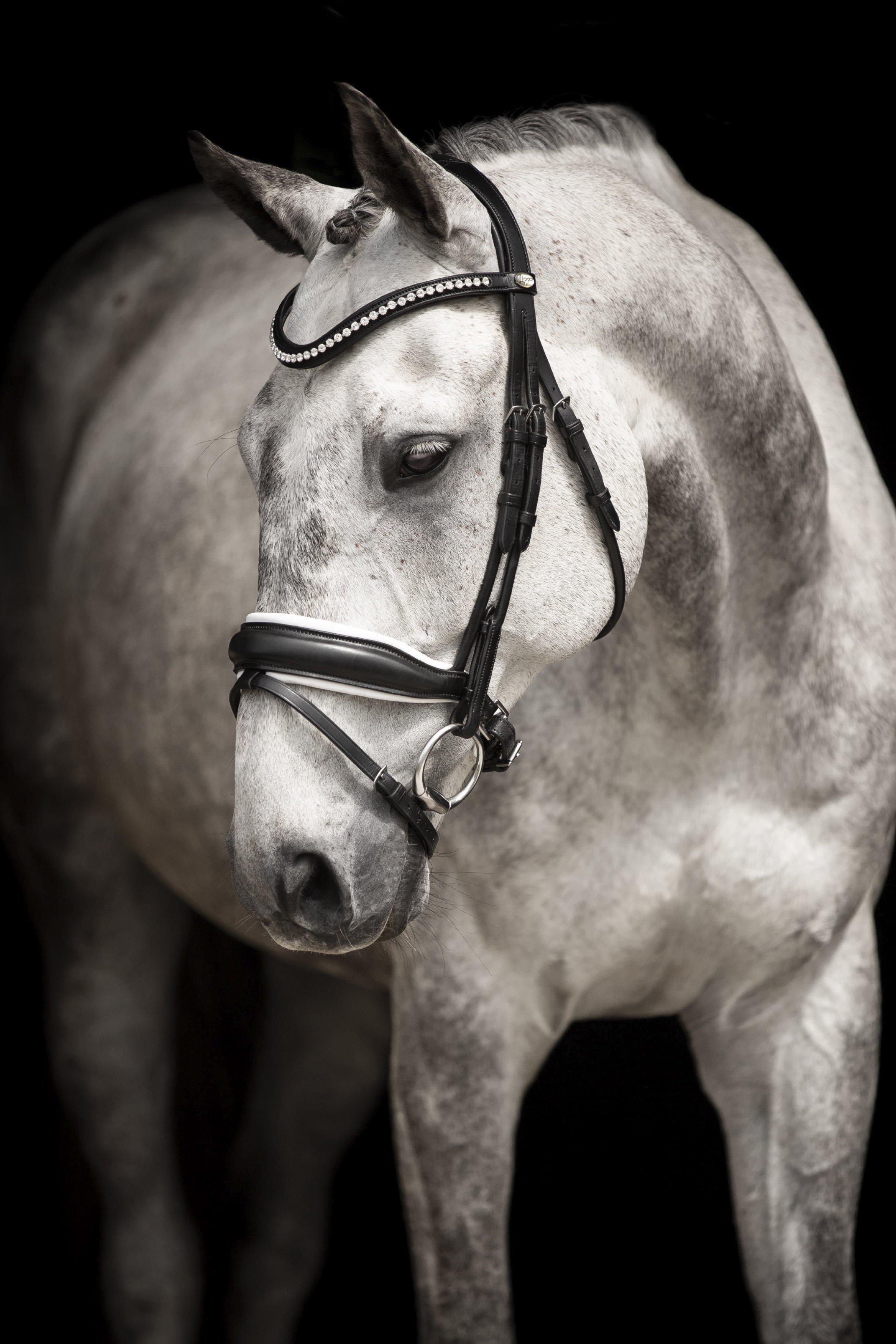 Lippo Integro Grande Noseband - Patent Black/Black - 2