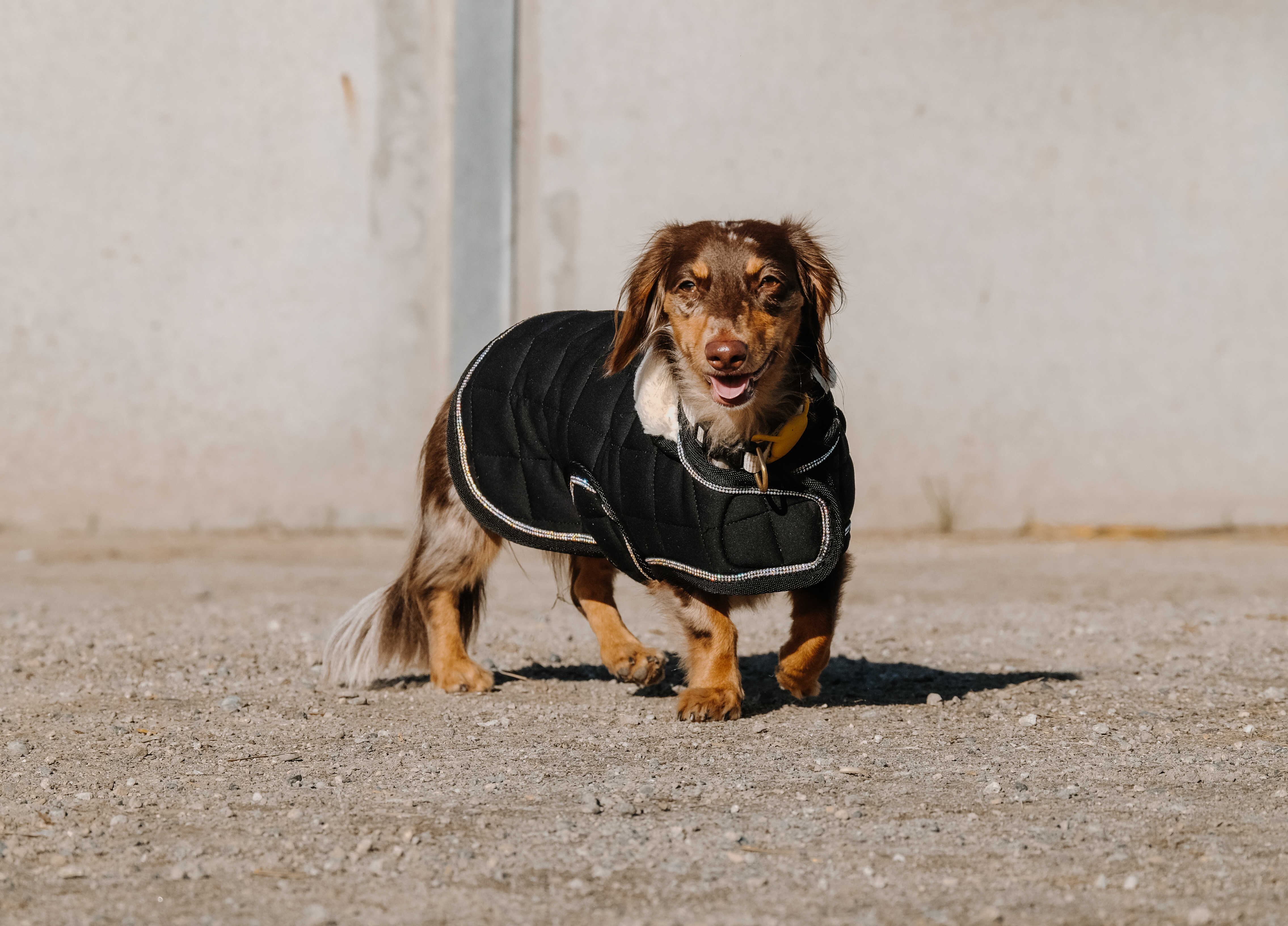Equitheme Je T'aime Dog Rug Black - 7