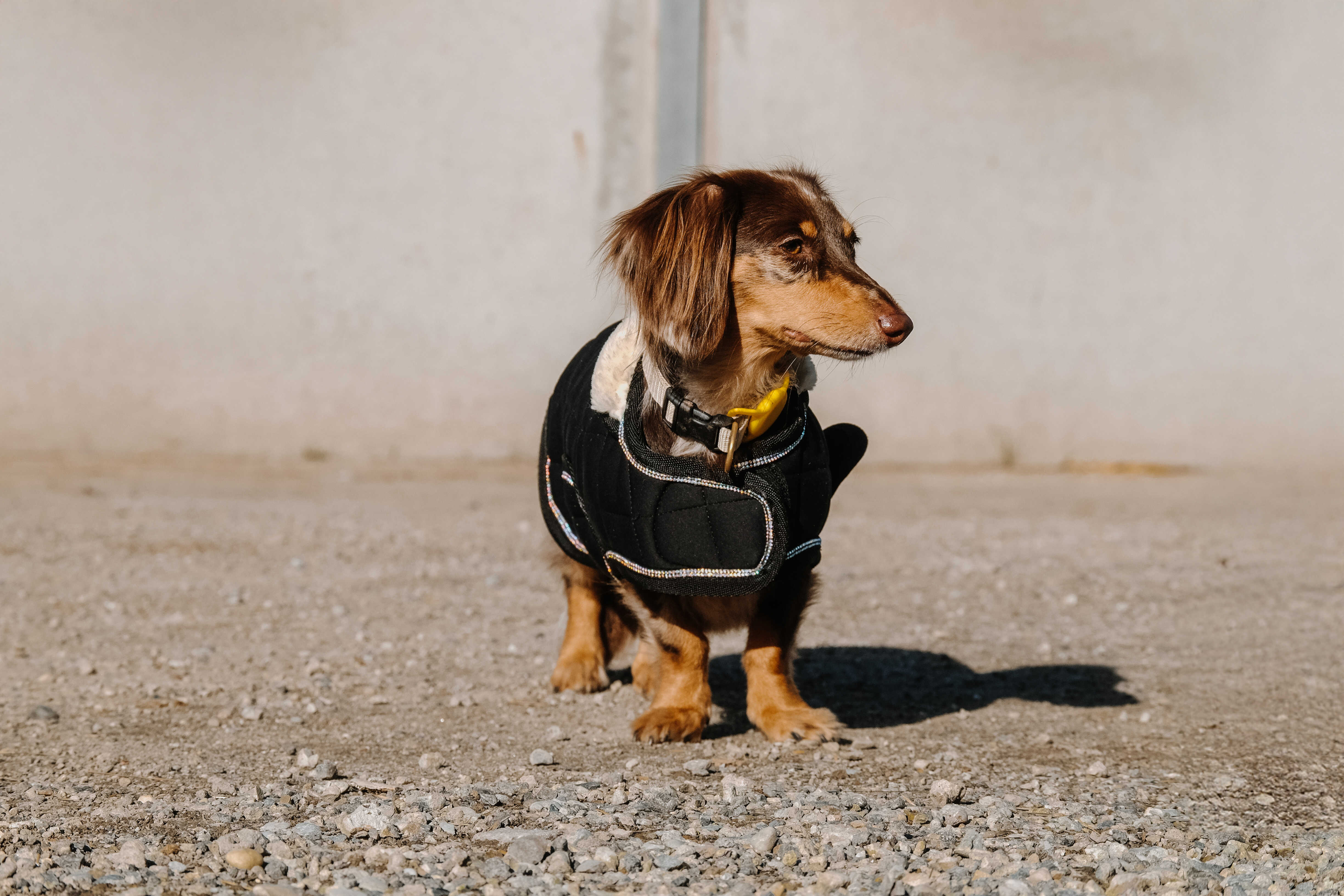 Equitheme Je T'aime Dog Rug Black - 8