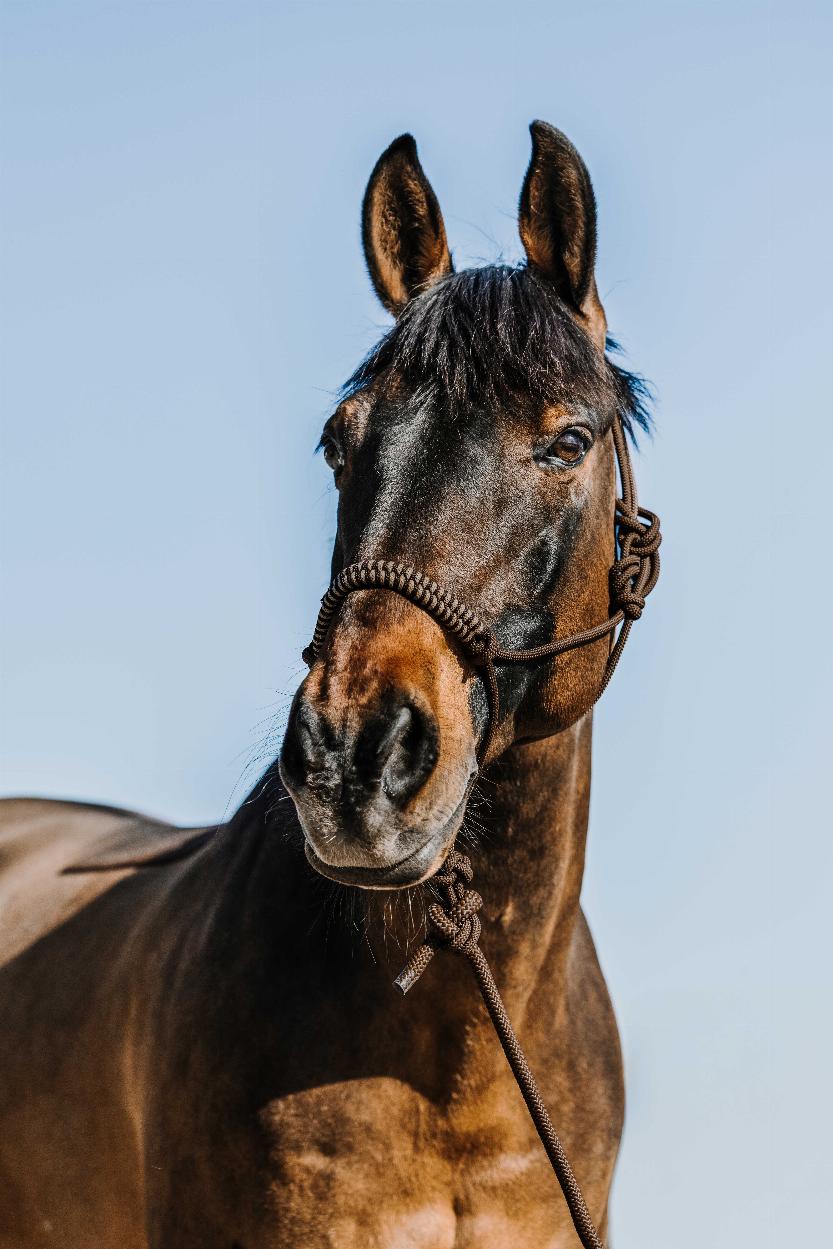 Norton Deco Repgrimma + Ledrep Brun/Beige