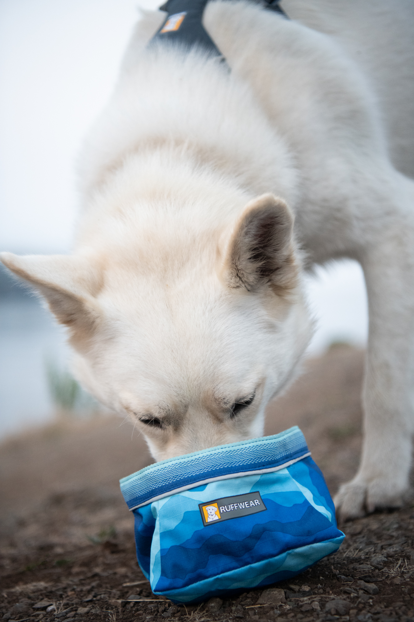 Ruffwear collapsible clearance dog bowl