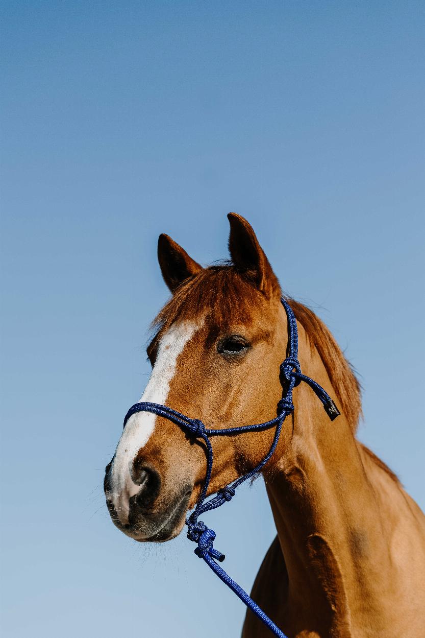 Norton Duo Repgrimma + Ledrep Blå/Svart