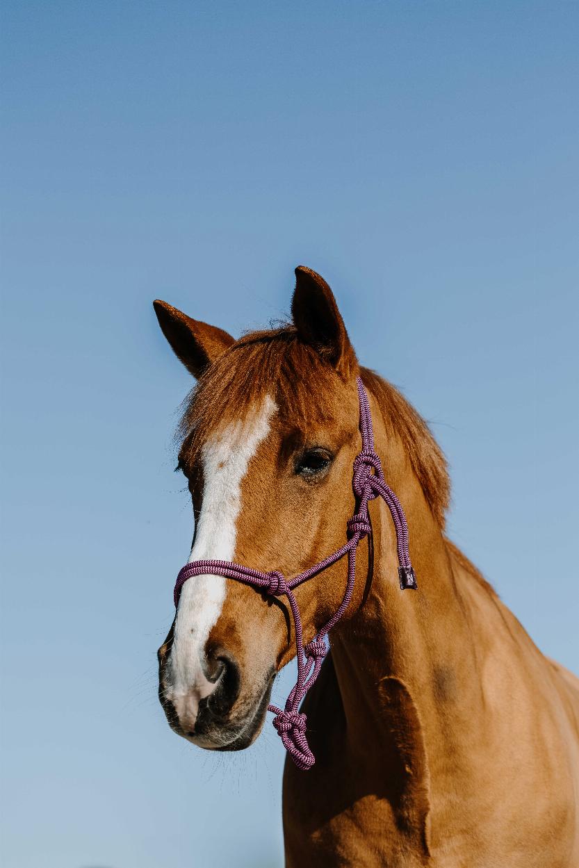 Norton Duo Repgrimma + Ledrep Rosa/Svart