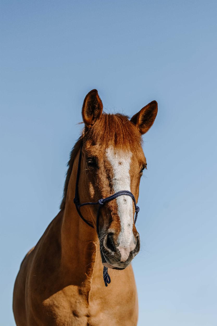 Norton Repgrimma, Nylon Dusty Pink