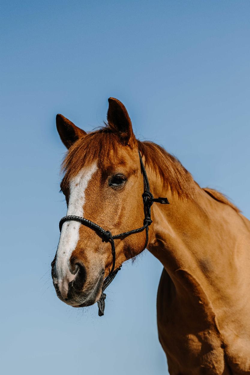 Norton Diams Repgrimma, Nylon Svart