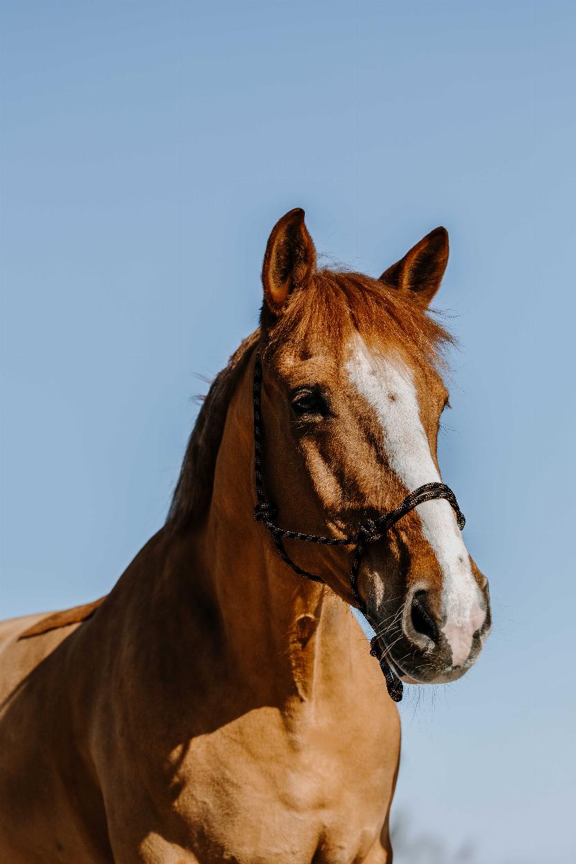 Westride Western Repgrimma Svart