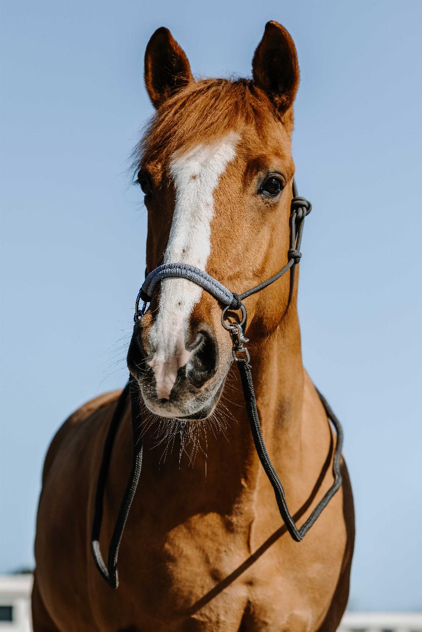 Norton Fancy Repgrimma med Tyglar Grå