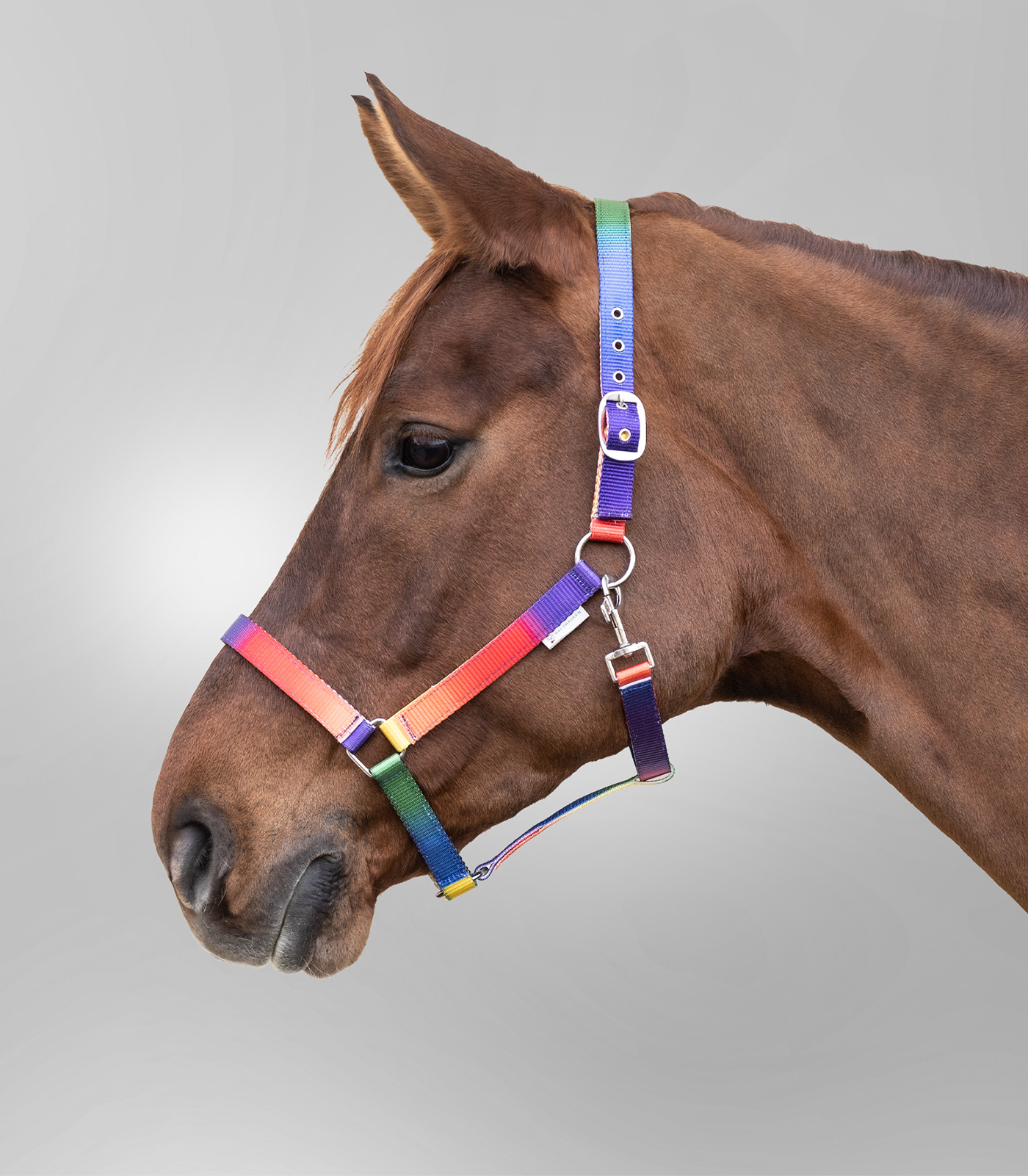 Waldhausen Rainbow coloured halter, VB and WB neon multicolor - 2