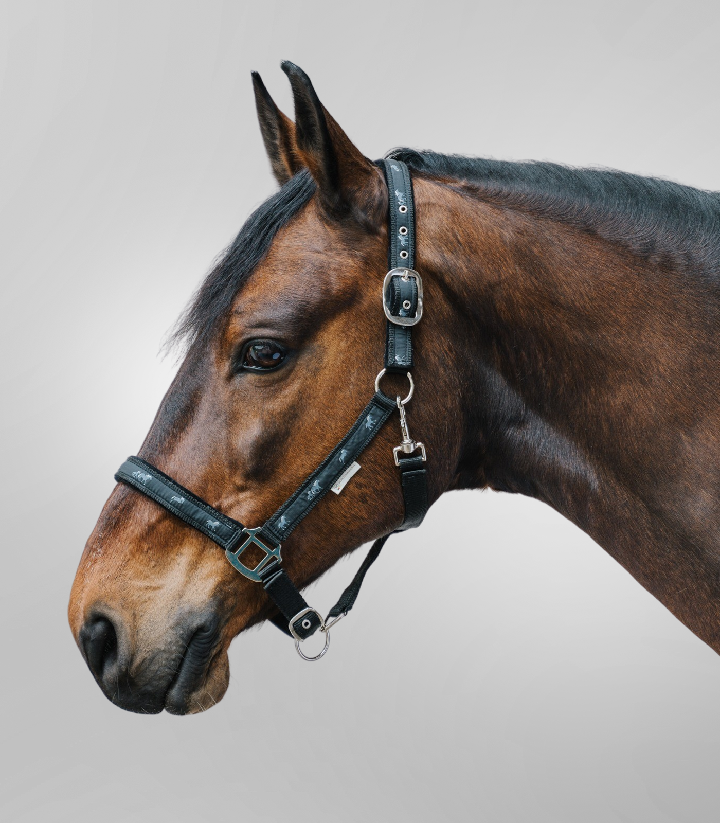 Waldhausen Little Horse Halter black - 2