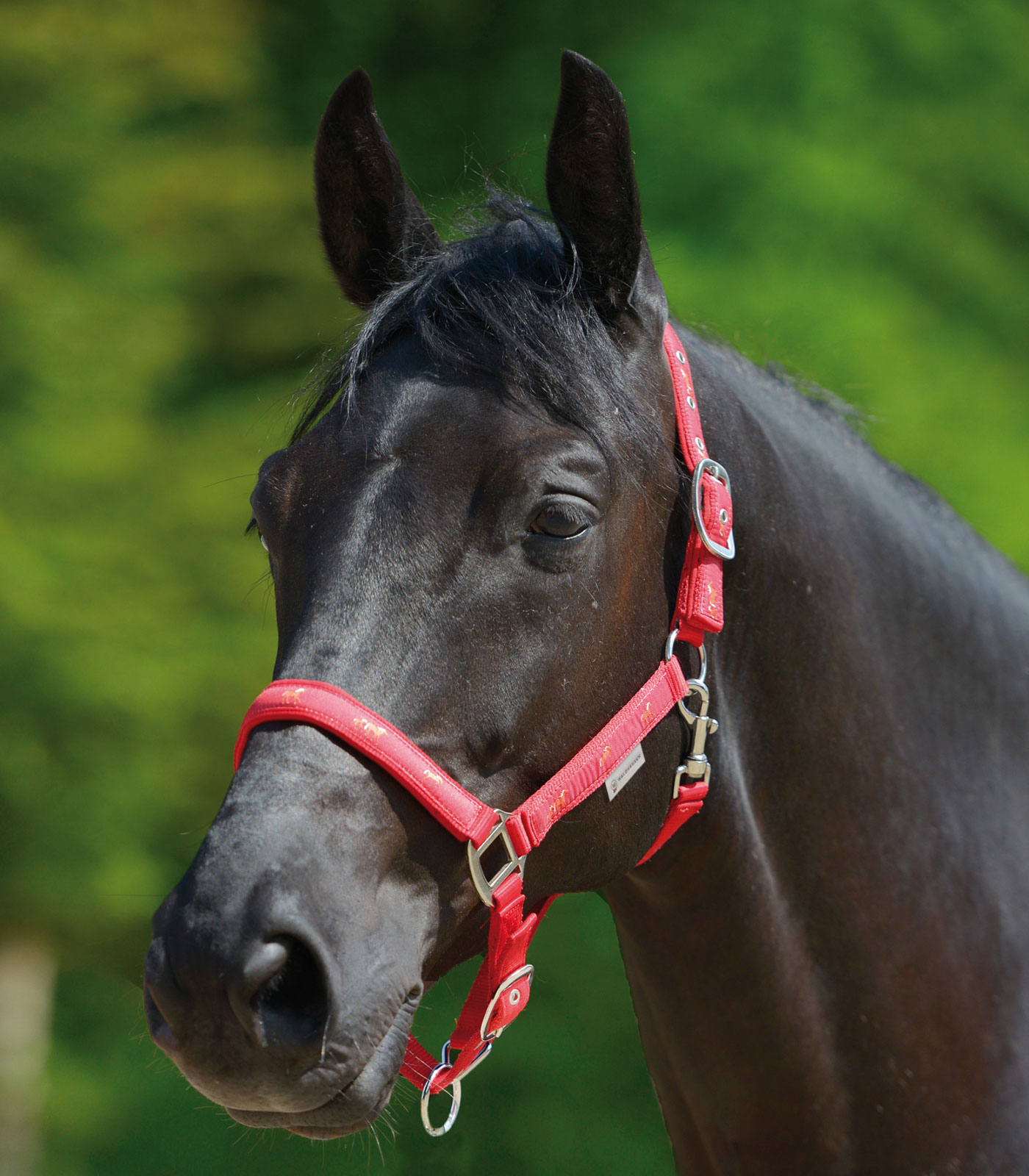 Waldhausen Little Horse Grimma röd - 2