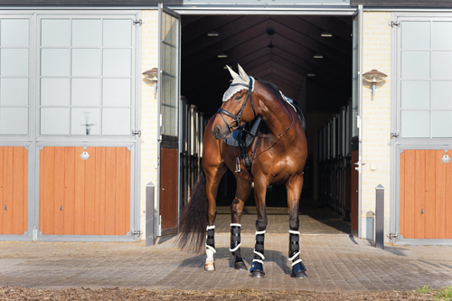 Horse Guard Anur Tränsbett med Böjd Mundel Silver - 4