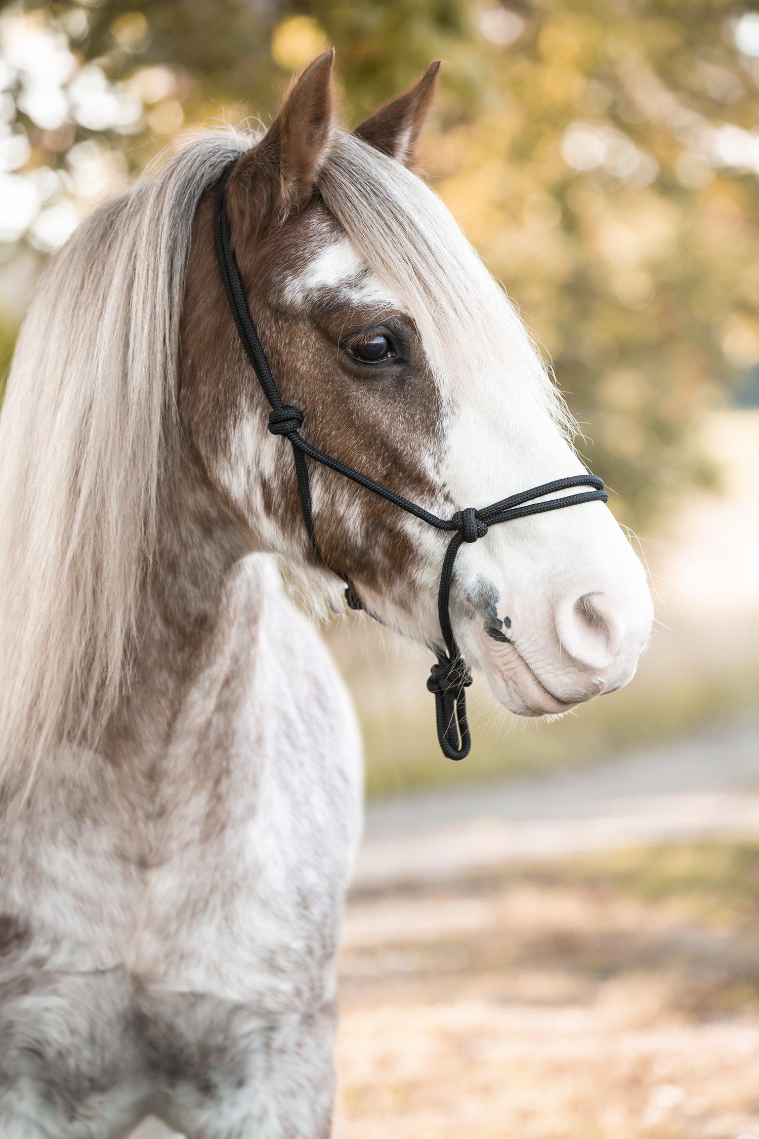 Protector Rope Halter - Teal - 2