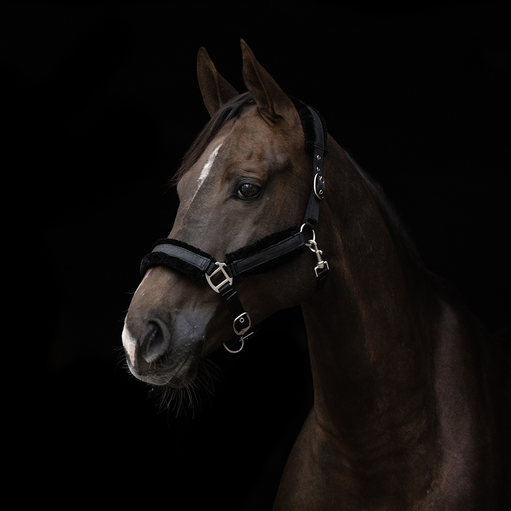 Hansbo Sport Grimma YLVA glitter Svart (Cob)