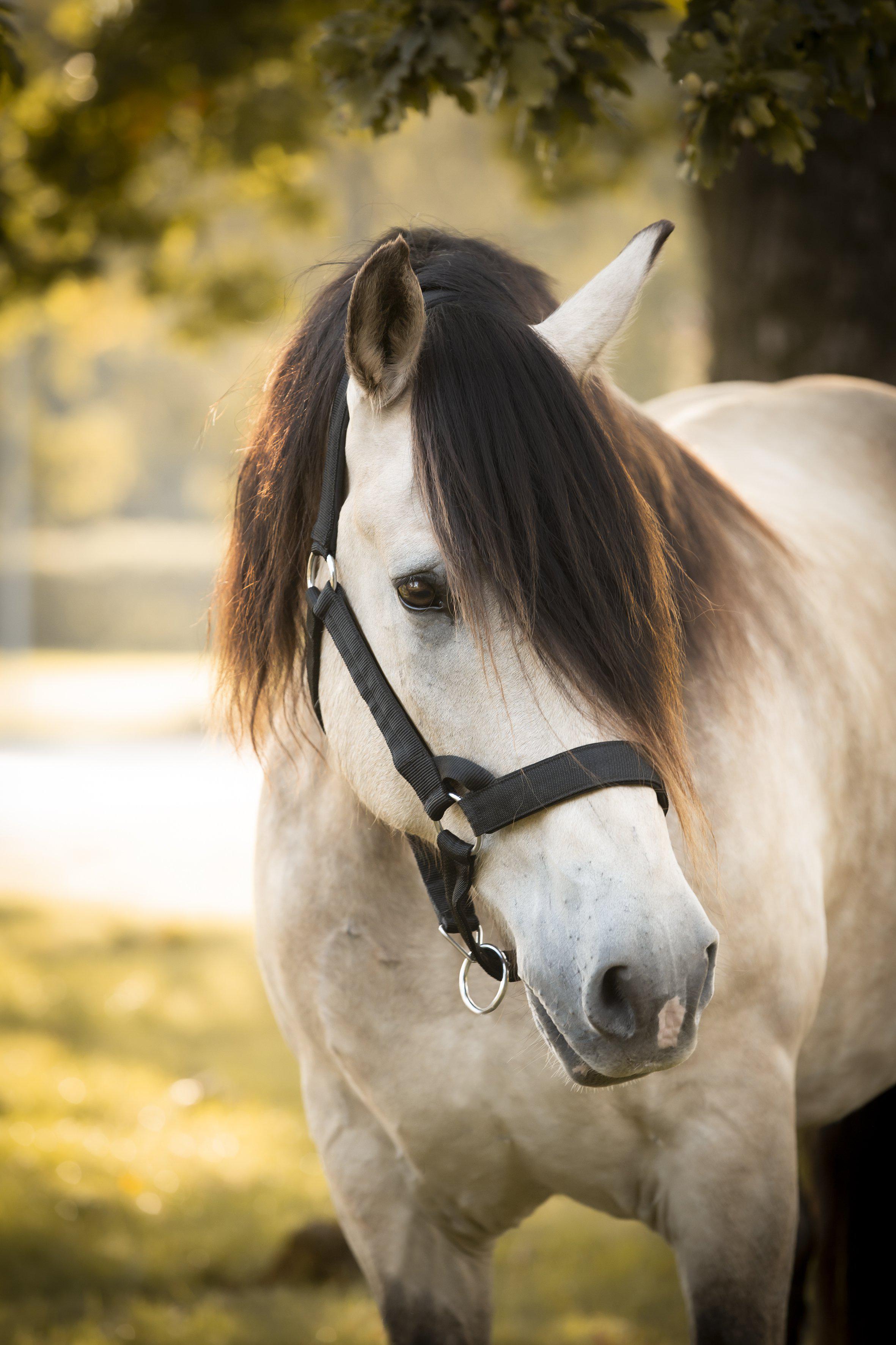 Protector Rustic Grimma, Nordsvensk - Svart