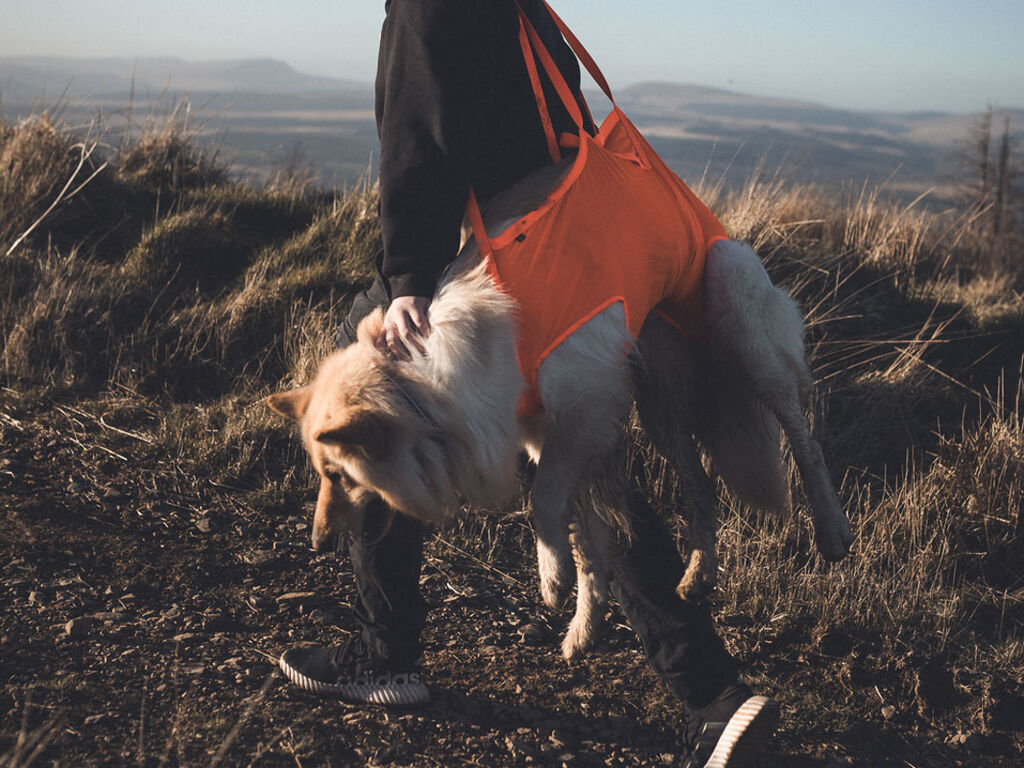 Non-stop Dogwear Dog Rescue Sling - Oranssi, M