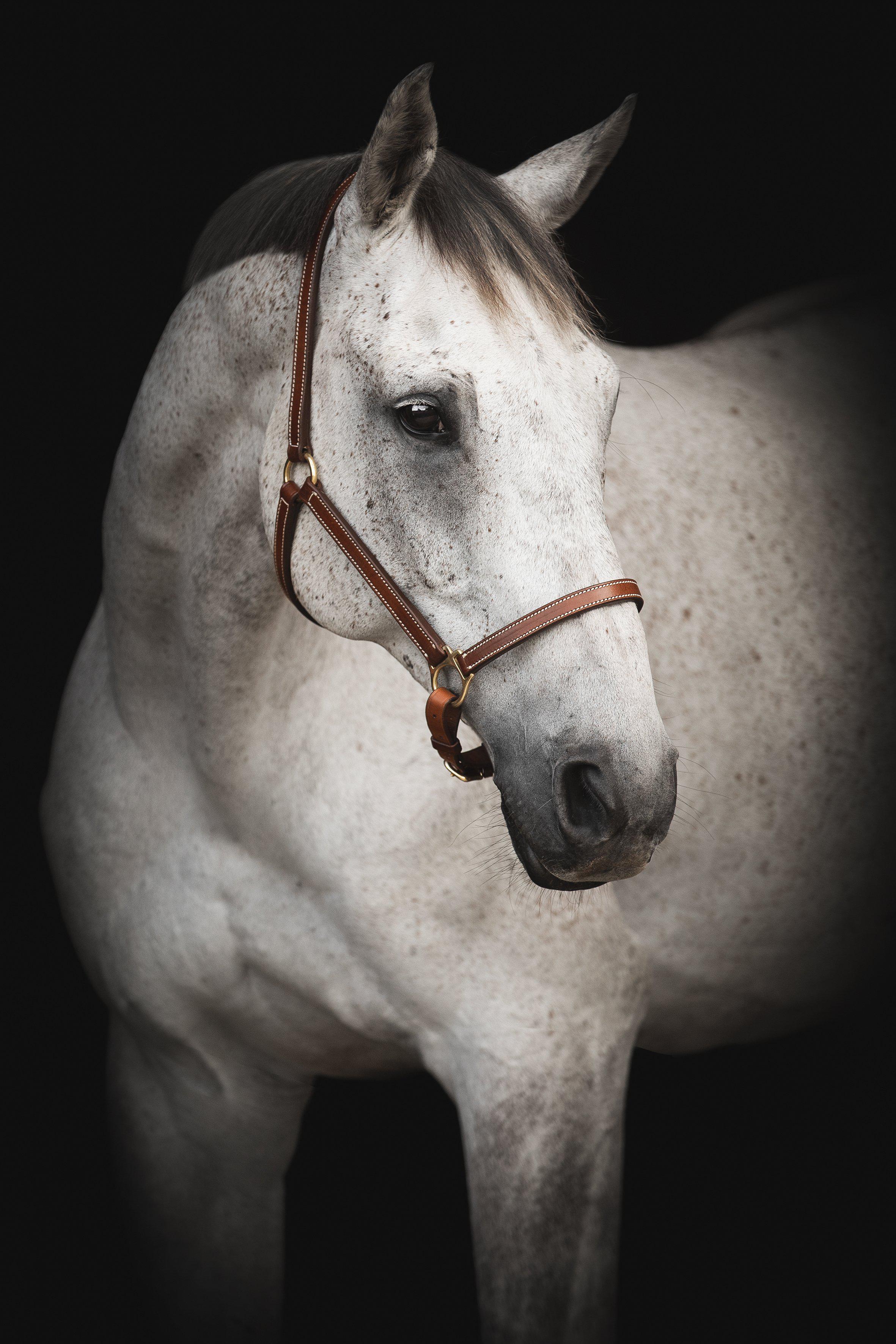 Lippo Supreme Lädergrimma, 15 mm - Mid Brown