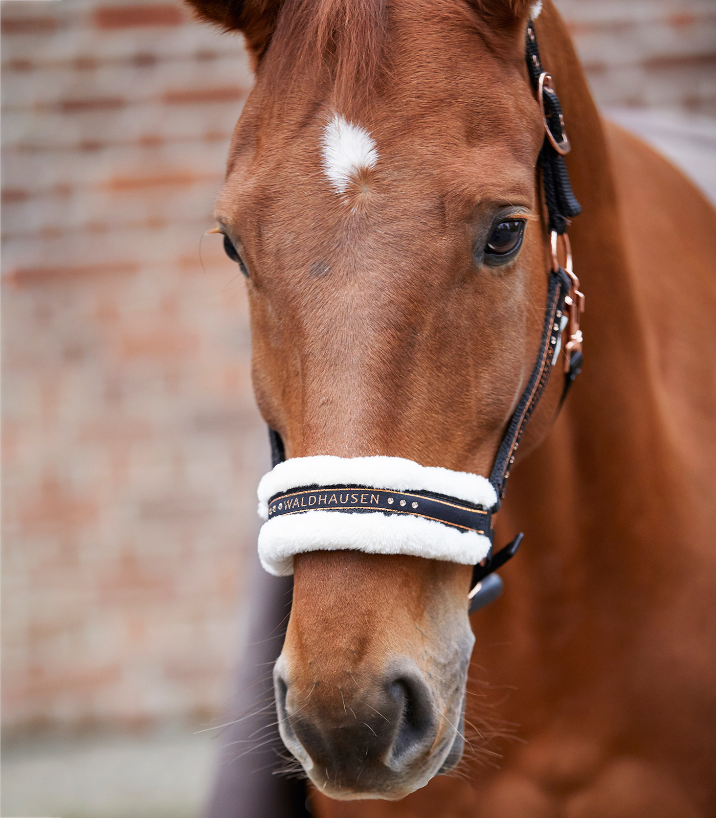 Waldhausen Elegant halter black/rose gold - 2