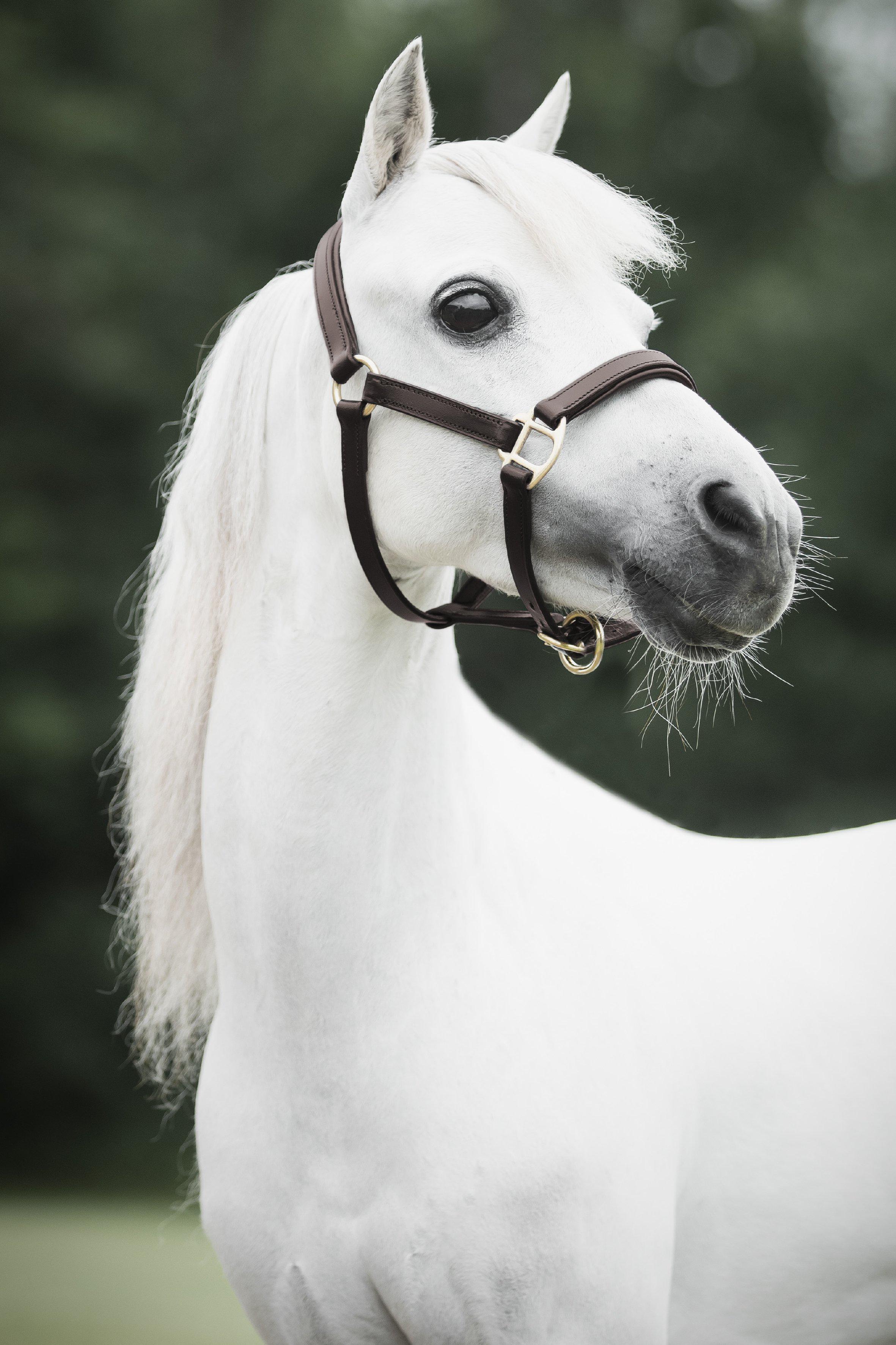 Lippo Miniature Lädergrimma - Brun (S)